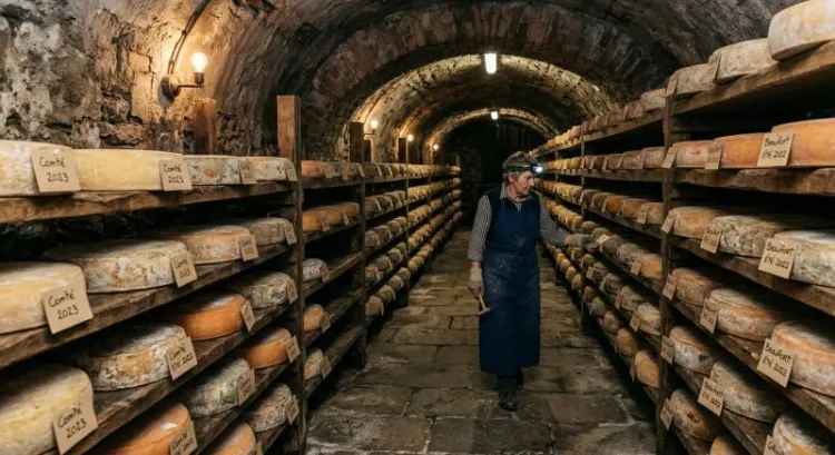 La Fourme de Montbrison AOP : histoire et secrets du fromage emblématique du Forez